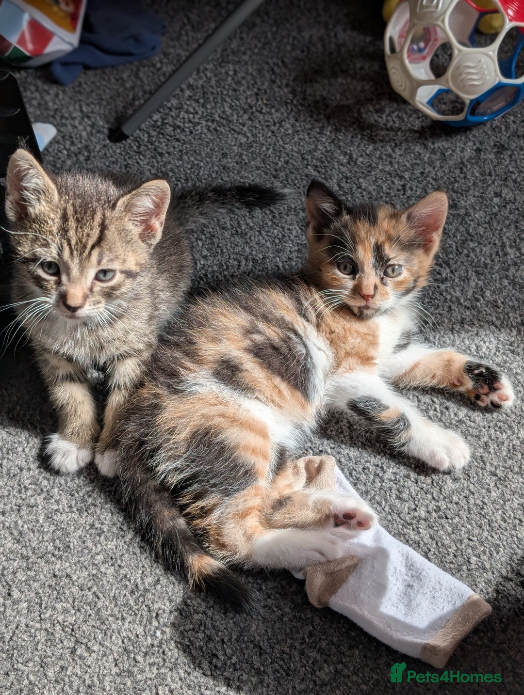 Mixed Breed cats for sale: Calico girl - Image 3