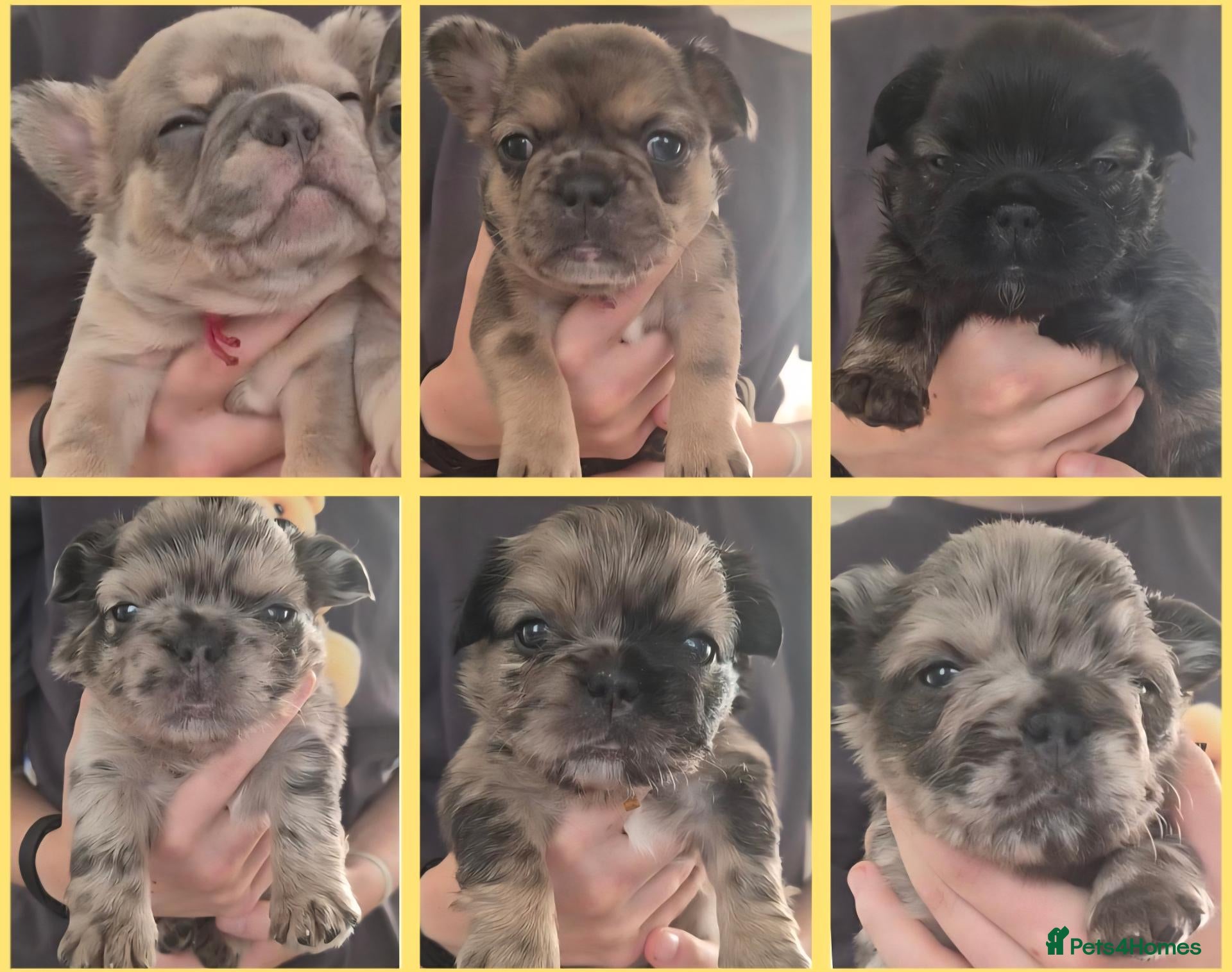 French Bulldog dogs 6 stunning french bulldog puppies - Advert 2