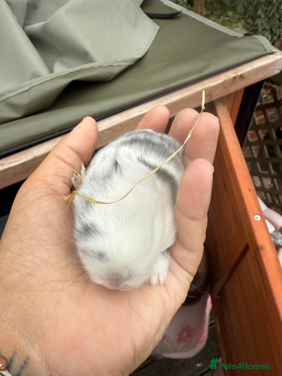Mini Lop rabbits for sale: Mini lop babies  - Image 3