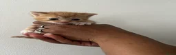 American Shorthair cats for sale: Kittens for reserve - Advert 8