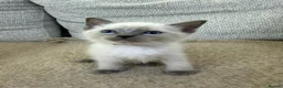 Ragdoll cats for sale: 3 Cute Ragdoll Kittens (Discounts available) - Advert 24