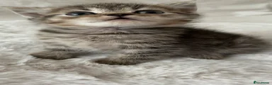 British Shorthair 2