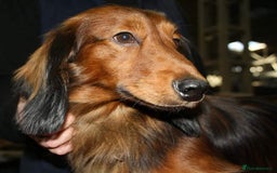 Dachshund dogs for sale: Red long-haired standard dachshund puppies - Image 12