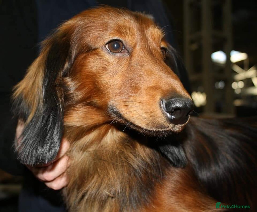 Dachshund dogs for sale: Red long-haired standard dachshund puppies - Image 12