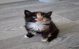 Maine Coon cats for sale: Beautiful Bright Eyed Part Maine Coon Kitten - Image 3