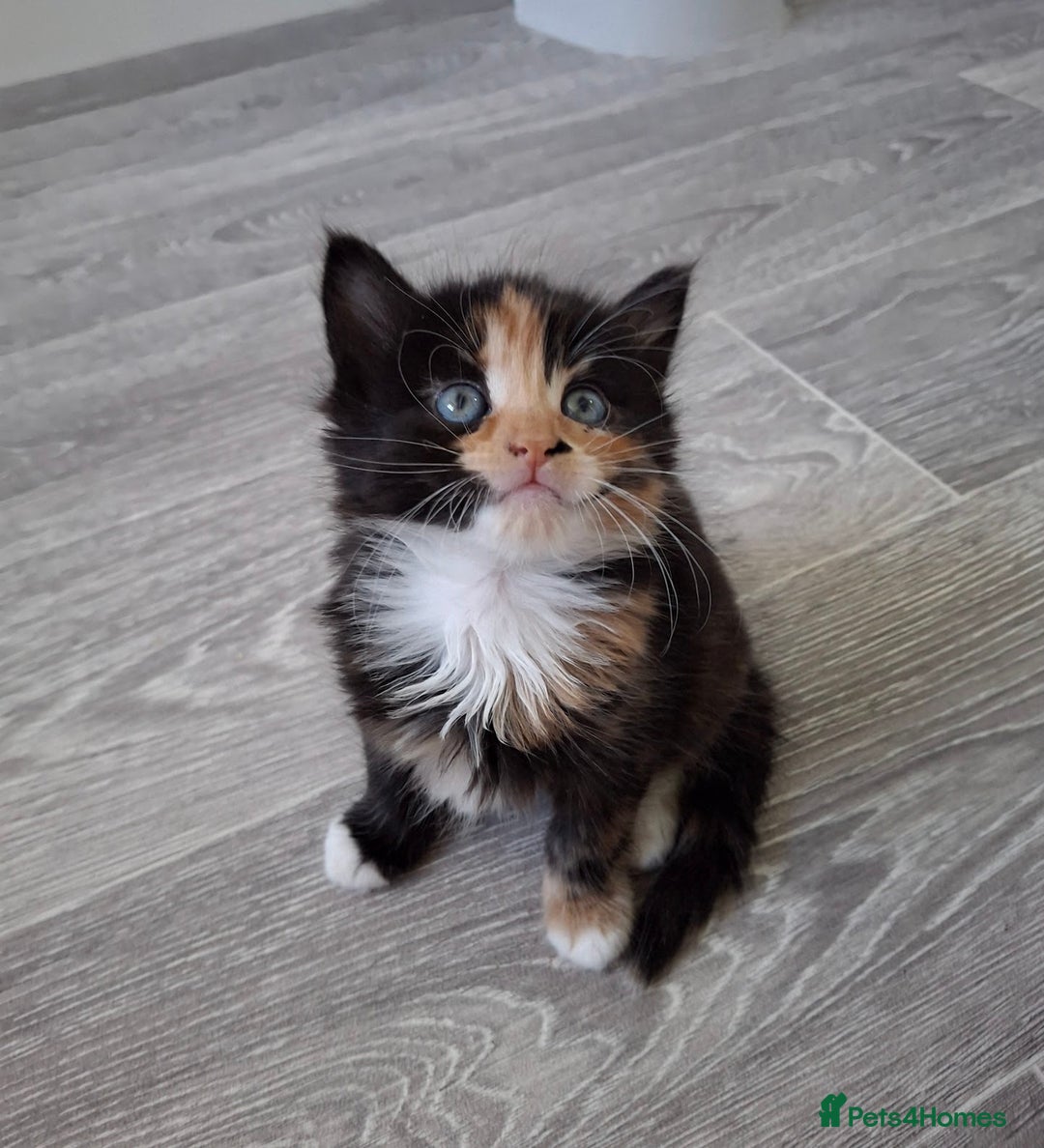 Maine Coon cats for sale: Beautiful Bright Eyed Part Maine Coon Kitten - Image 3