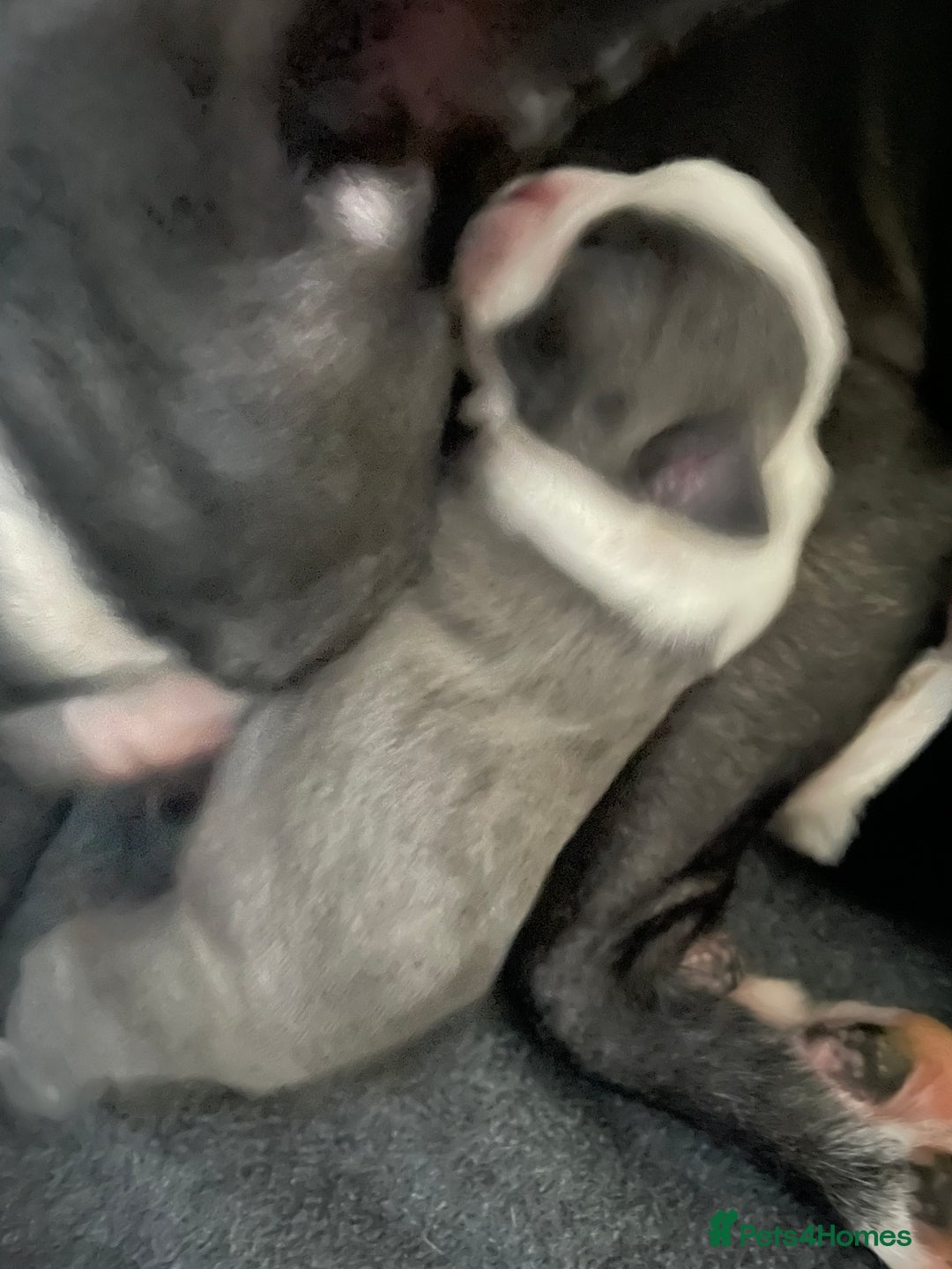 Boston Terrier dogs for sale: Bostons of Scotland  - Image 5