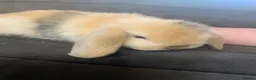 Mini Lop rabbits for sale: Mini lops  - Advert 9