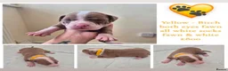 Mixed Breed dogs for sale: Stunning litter of 7 - Advert 3