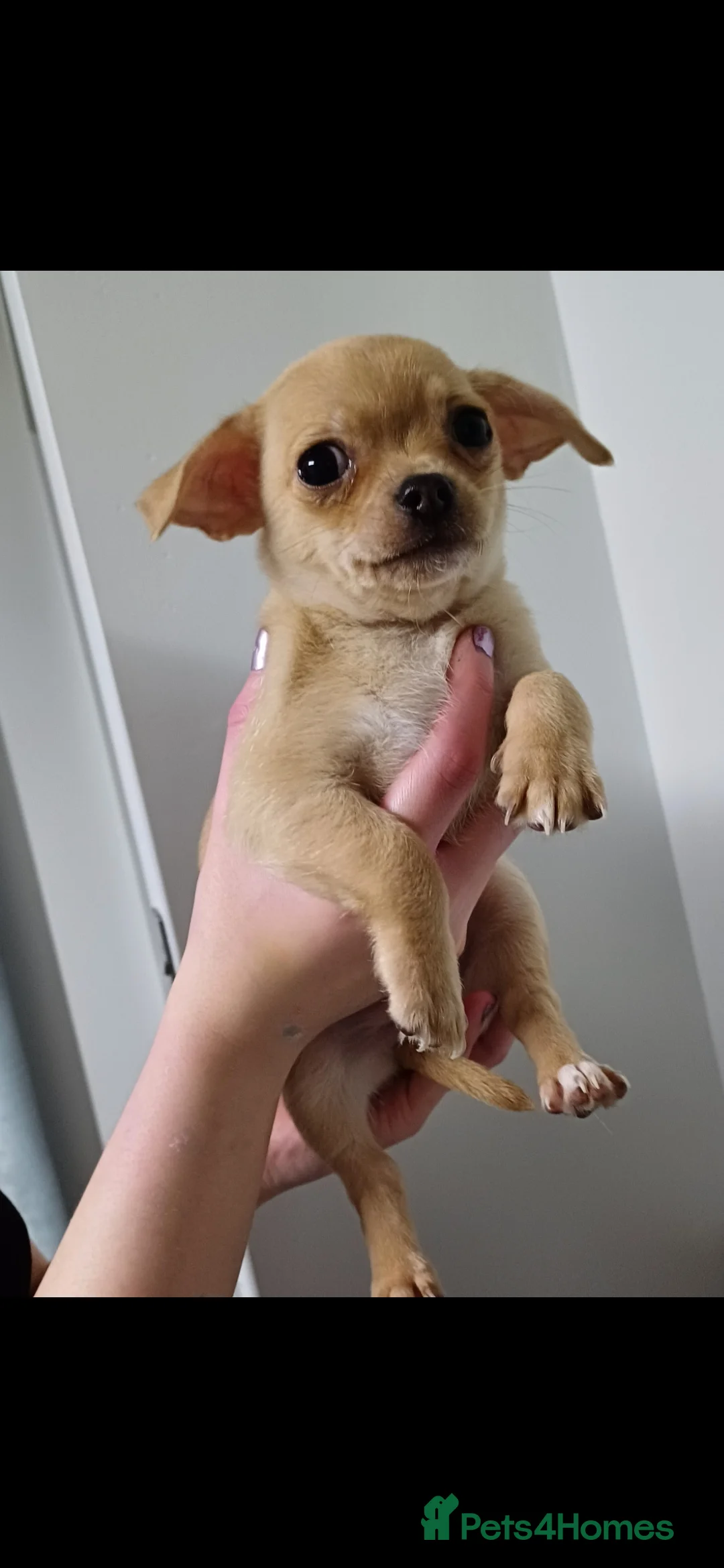 Chihuahua dogs for sale:  **  chihuahua puppies  - Advert 19