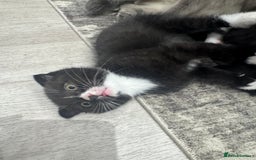 Scottish Fold cats for sale: Scottish fold and straight kitten - Image 3