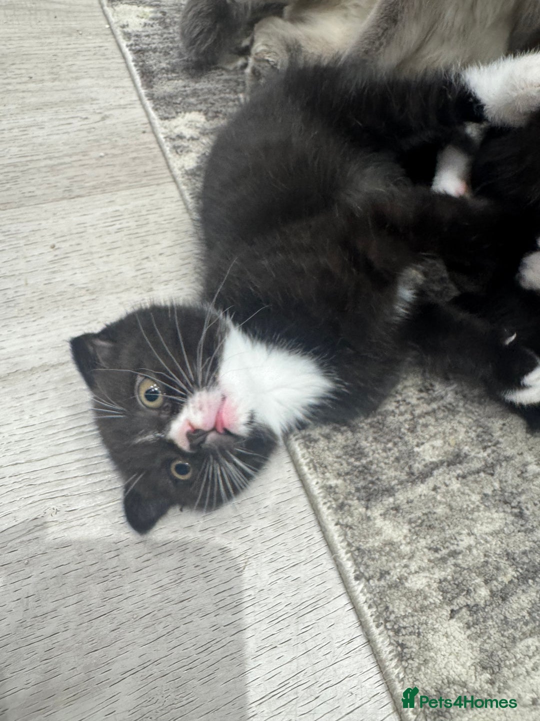 Scottish Fold cats for sale: Scottish fold and straight kitten - Image 3