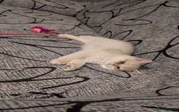 British Shorthair cats for sale: Little funny adorable girl  - Image 14