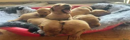 Labrador Retriever dogs for sale: KC registered Fox Red Labrador Puppies in Whitchurch - Advert 3