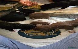 Border Collie dogs for sale: Miss Emma witts  - Advert 3