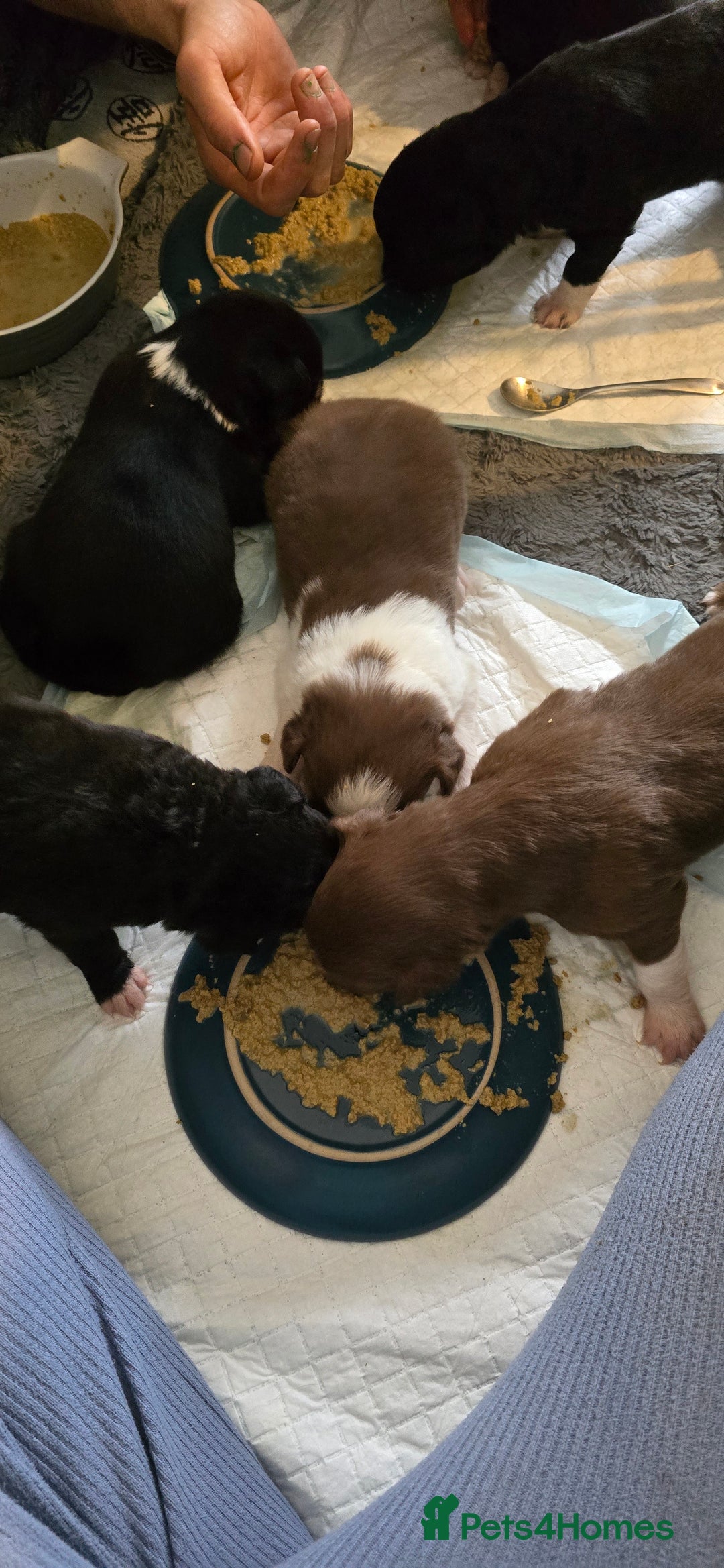 Border Collie dogs for sale: Miss Emma witts  - Advert 3