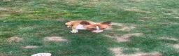 English Bull Terrier dogs for sale: Kc registered Female English bull terrier  - Advert 2