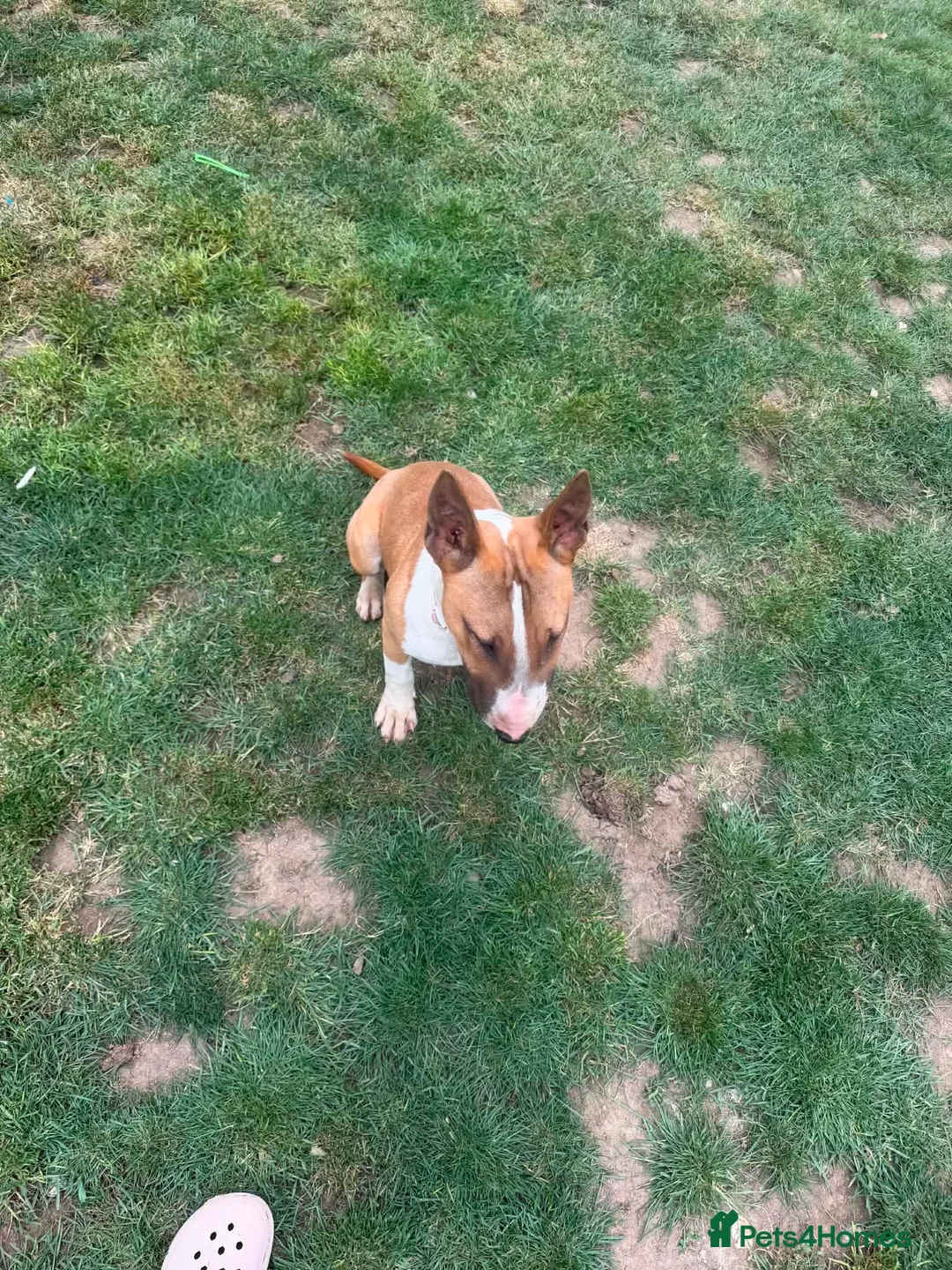 English Bull Terrier dogs for sale: Kc registered Female English bull terrier  - Advert 2