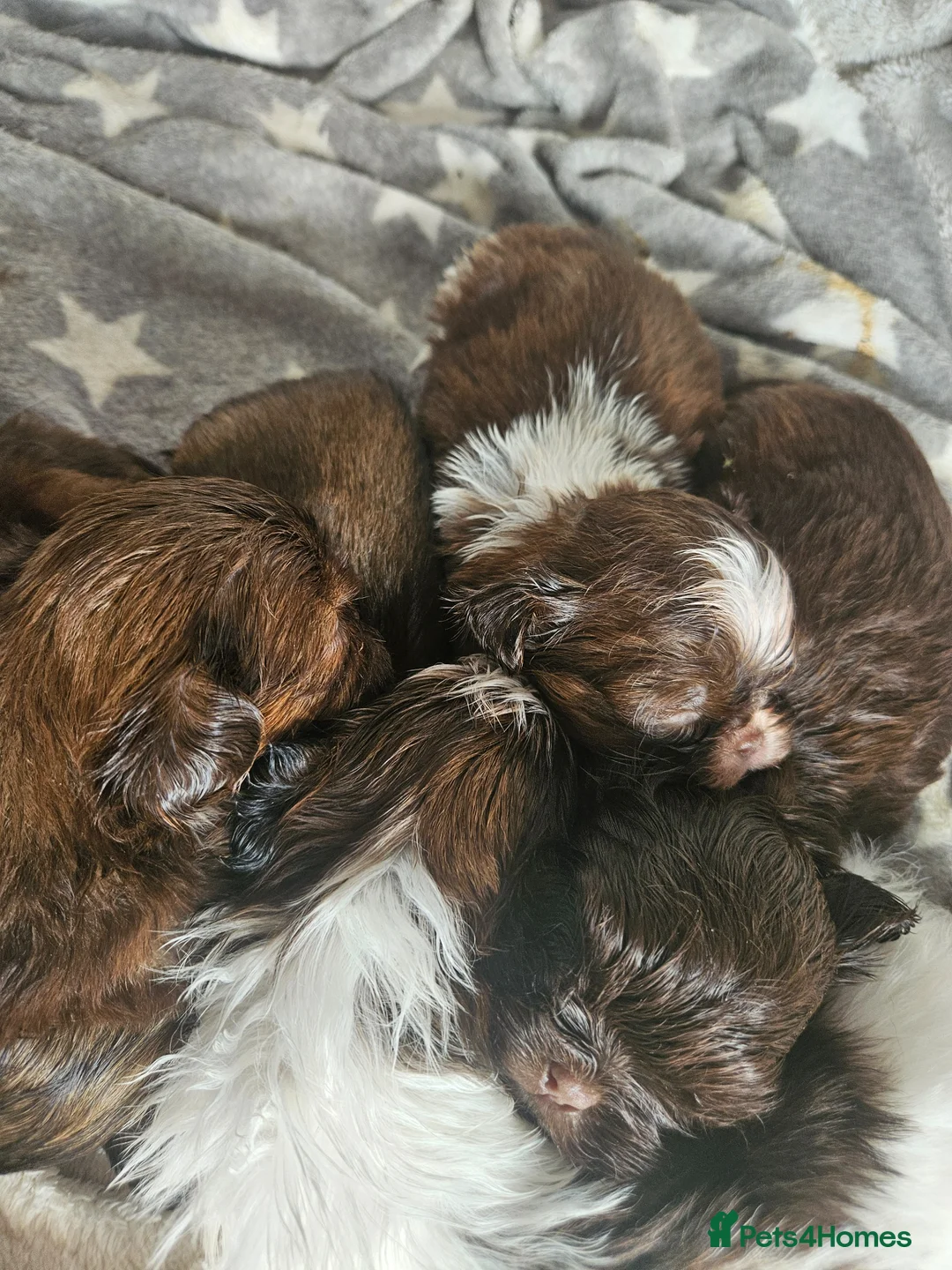 Shih Tzu dogs for sale: Beautiful Imperial Chocolate Shih Tzu Puppies 💓 - Advert 1