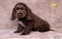 Cocker Spaniel dogs for sale: VERY SPECIAL SOLID CHOCOLATE SHOW TYPES - Image 2