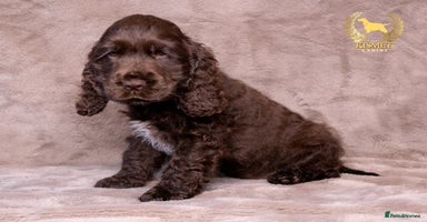 Cocker Spaniel dogs - Advert 5
