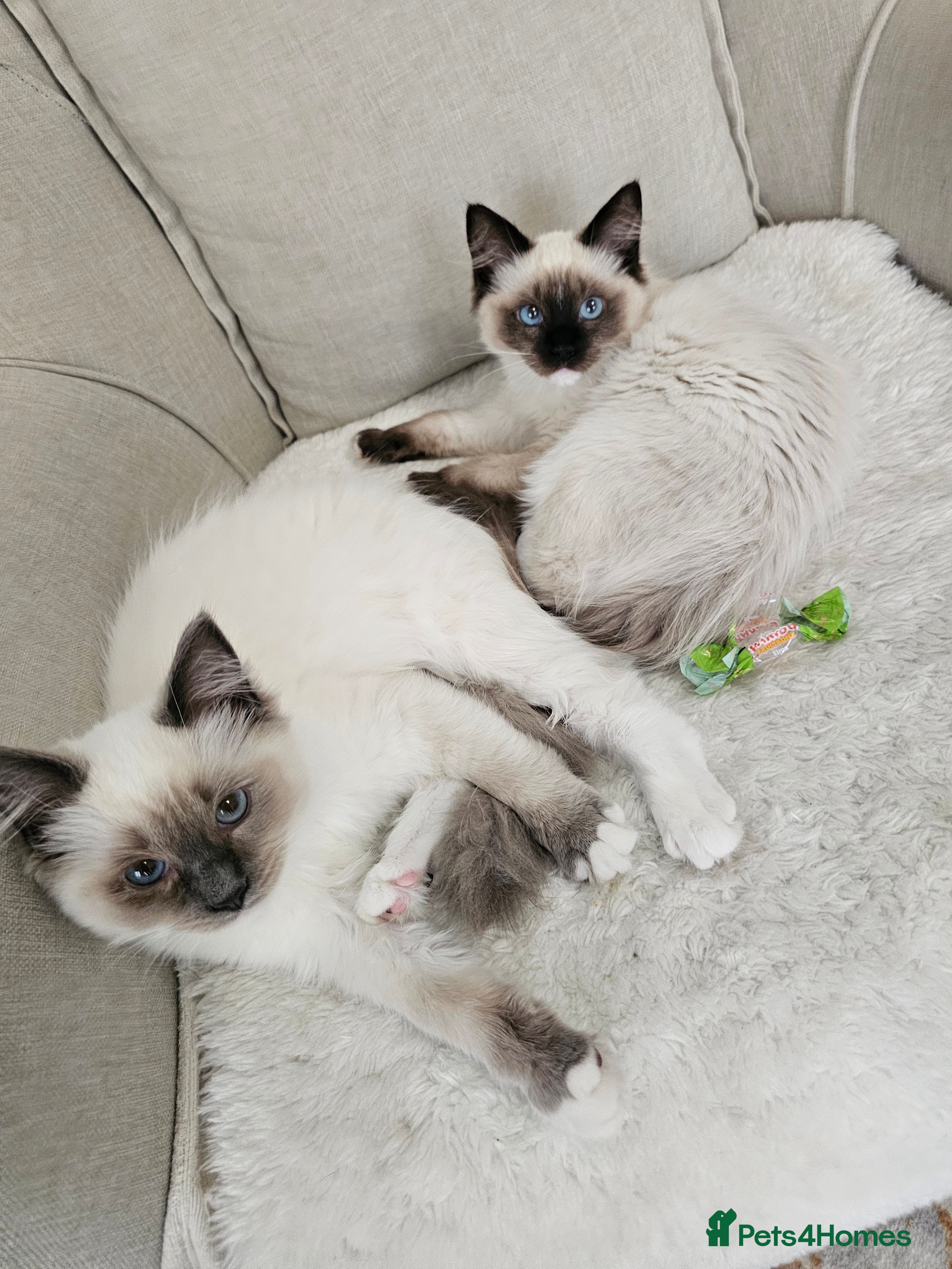 Ragdoll cats Purebred ragdoll  - Advert 1