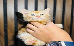 Mixed Breed cats for sale: 🎃 4 Pumpkin Gingers & 2 Phantom Kittens 👻 - Image 25