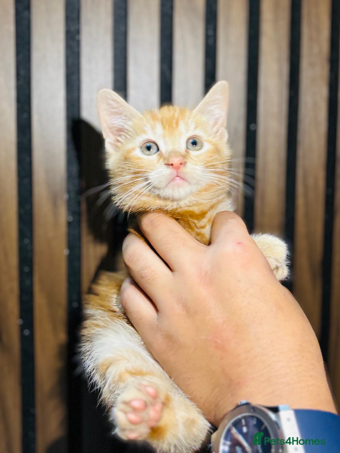 Mixed Breed cats for sale: 🎃 4 Pumpkin Gingers & 2 Phantom Kittens 👻 - Image 25
