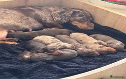 Miniature Dachshund dogs for sale: Pedigree long & short fur miniature dachshunds - Image 6