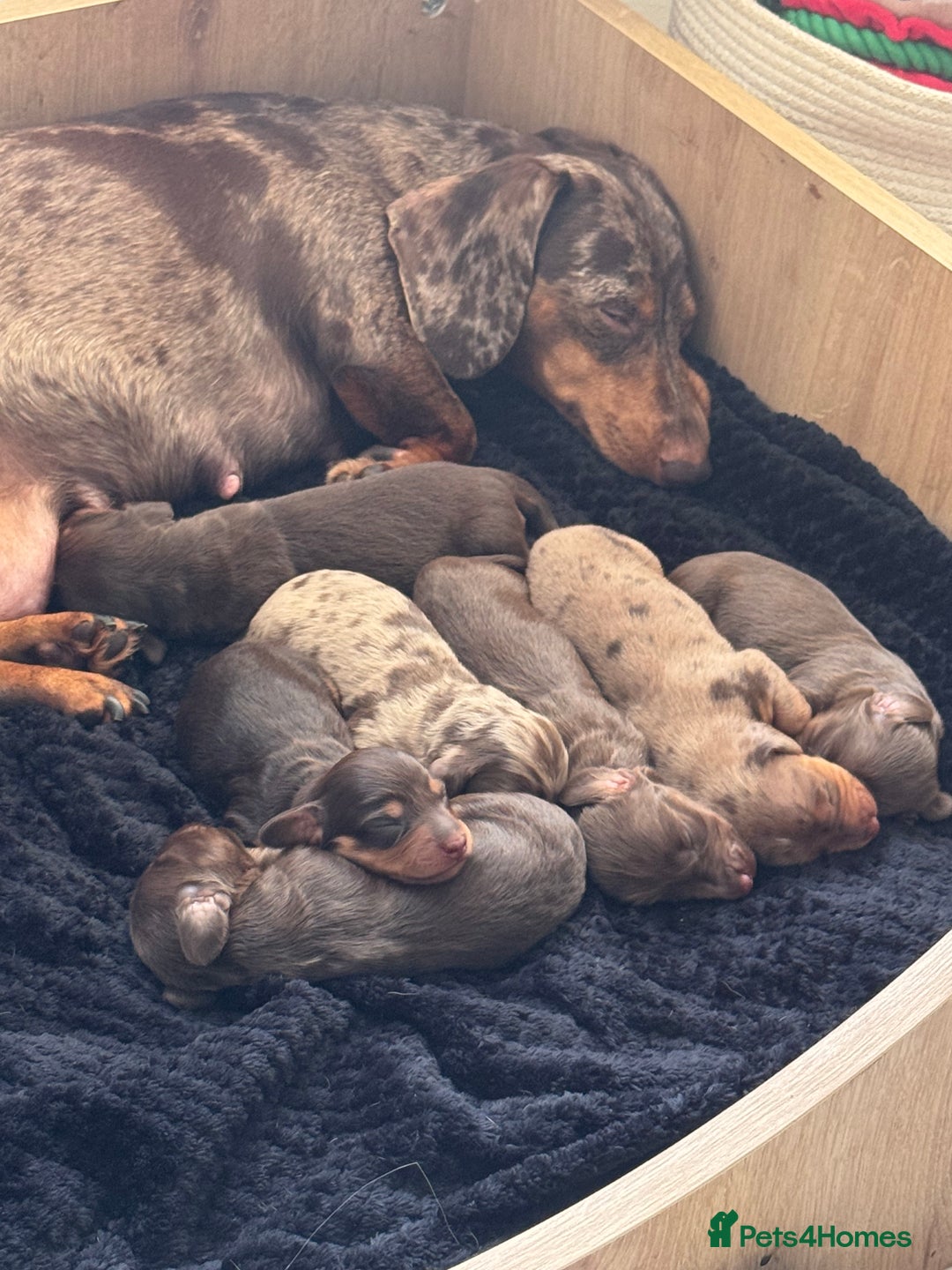 Miniature Dachshund dogs for sale: Pedigree long & short fur miniature dachshunds - Image 6