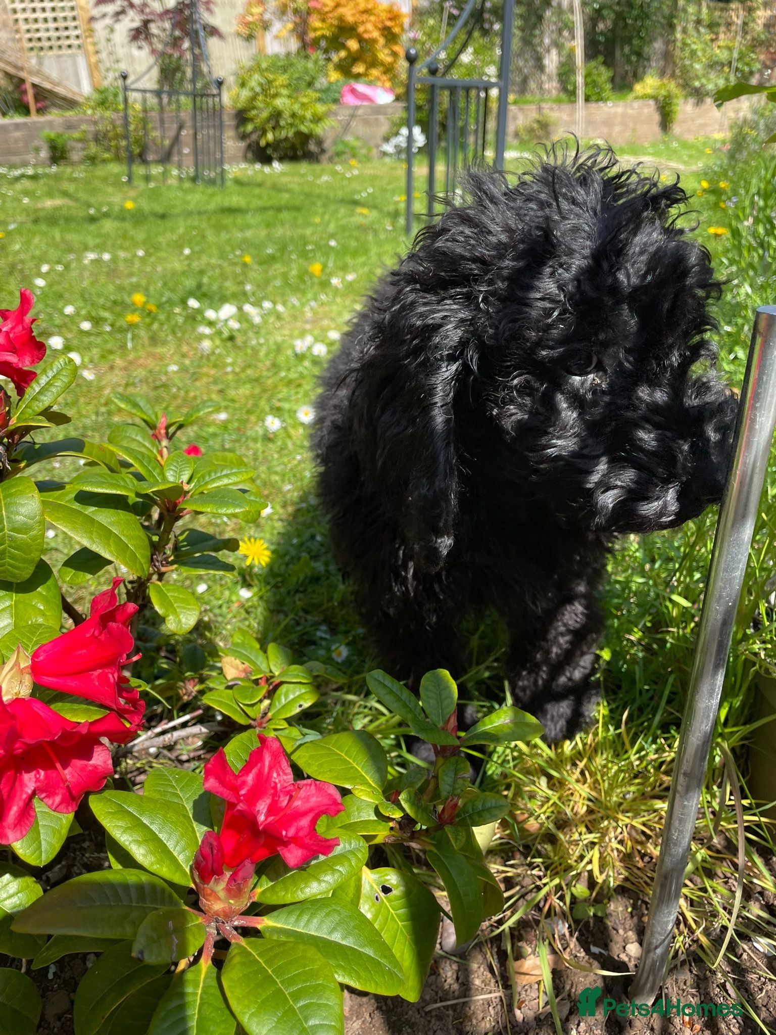 Cockapoo dogs REDUCED! Black Curly Cockapoo Male Pup - READY NOW - Advert 4