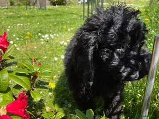 Cockapoo dogs REDUCED! Black Curly Cockapoo Male Pup - READY NOW - Advert 3