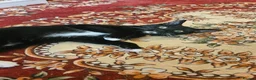 Mixed Breed cats for sale: Female microchiped and nuetud  - Advert 1