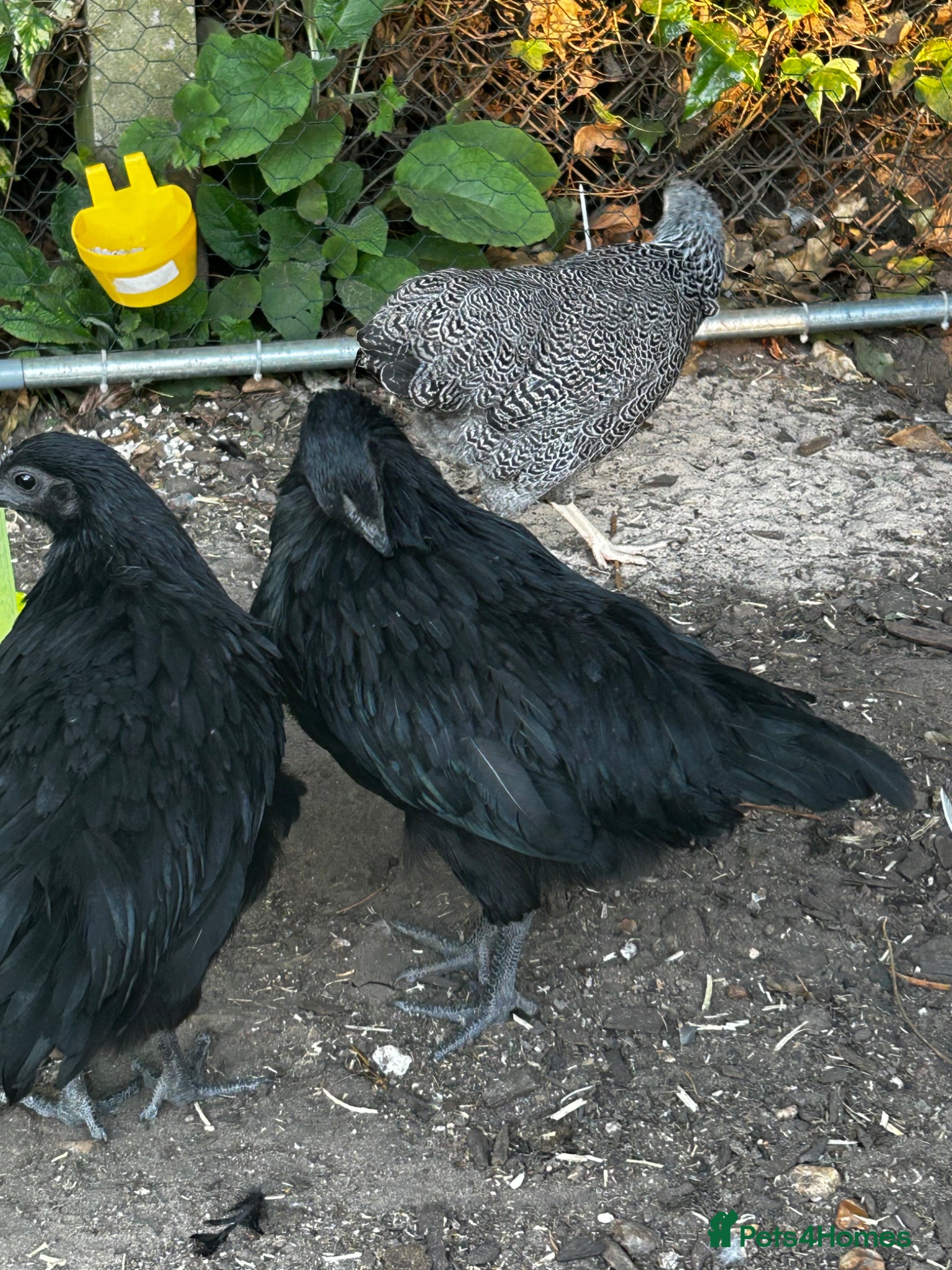 Chickens poultry 2 ayam cemani hens - Advert 1