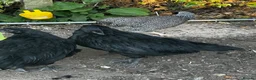 Chickens poultry for sale: 2 ayam cemani hens - Advert 1