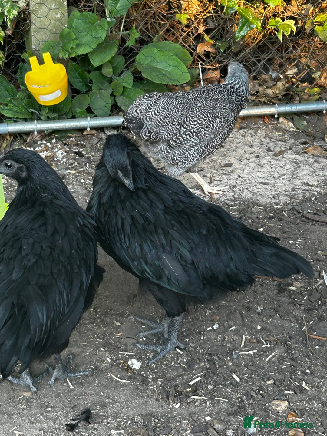 Chickens poultry for sale: 2 ayam cemani hens - Advert 1