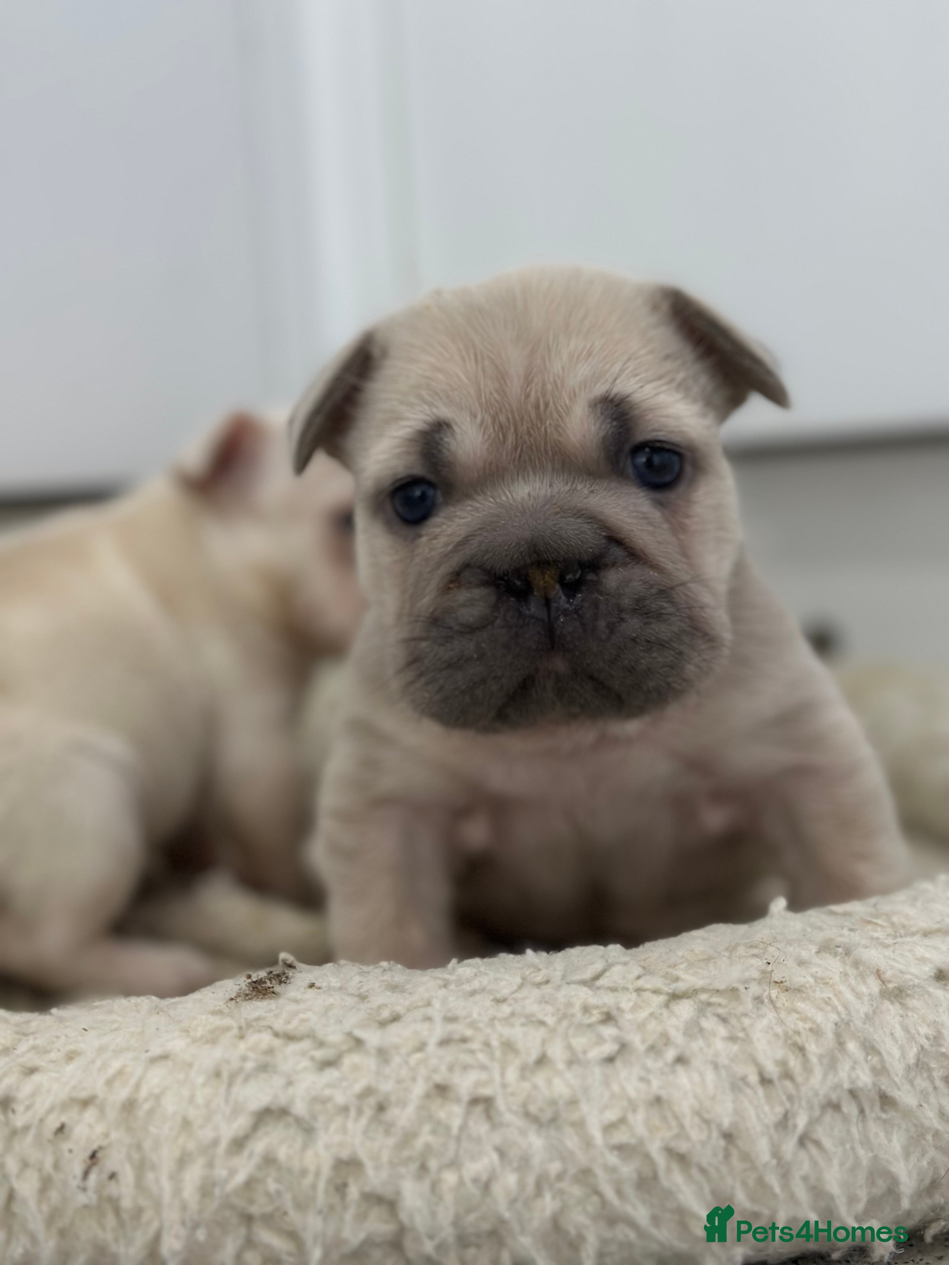 French Bulldog dogs French bulldog puppies Ready Now! - Advert 13