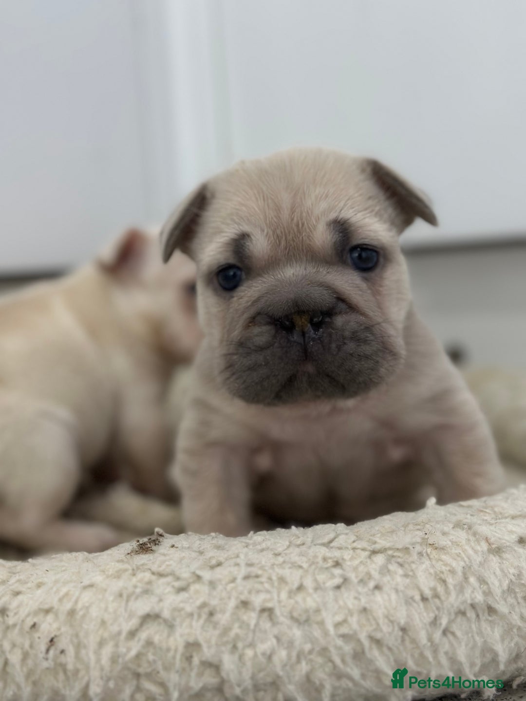 French Bulldog dogs for sale: French bulldog puppies  - Advert 9