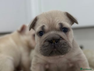 French Bulldog dogs French bulldog puppies Ready Now! - Advert 3