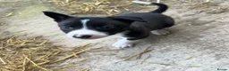 Mixed Breed dogs for sale: 4 pups looking for new homes  - Advert 3