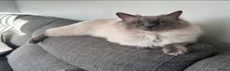 Ragdoll cats for sale: Blue eyed beautiful ragdoll male  - Advert 9