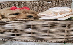 Cavapoo dogs for sale: Cavapoo puppies please call 07907327738 - Image 7