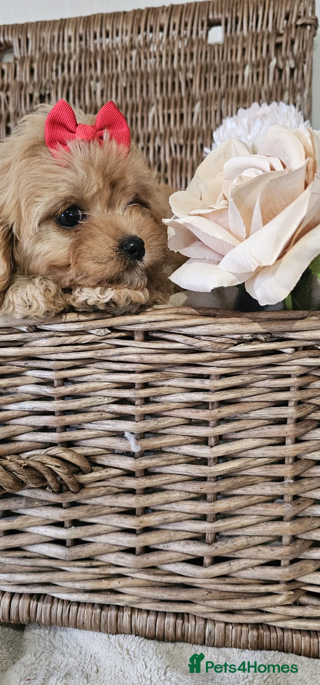 Cavapoo dogs for sale: Cavapoo puppies please call 07907327738 - Image 7