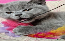 British Shorthair cats for sale: GCCF active mum and daughter blue BSH - Image 24