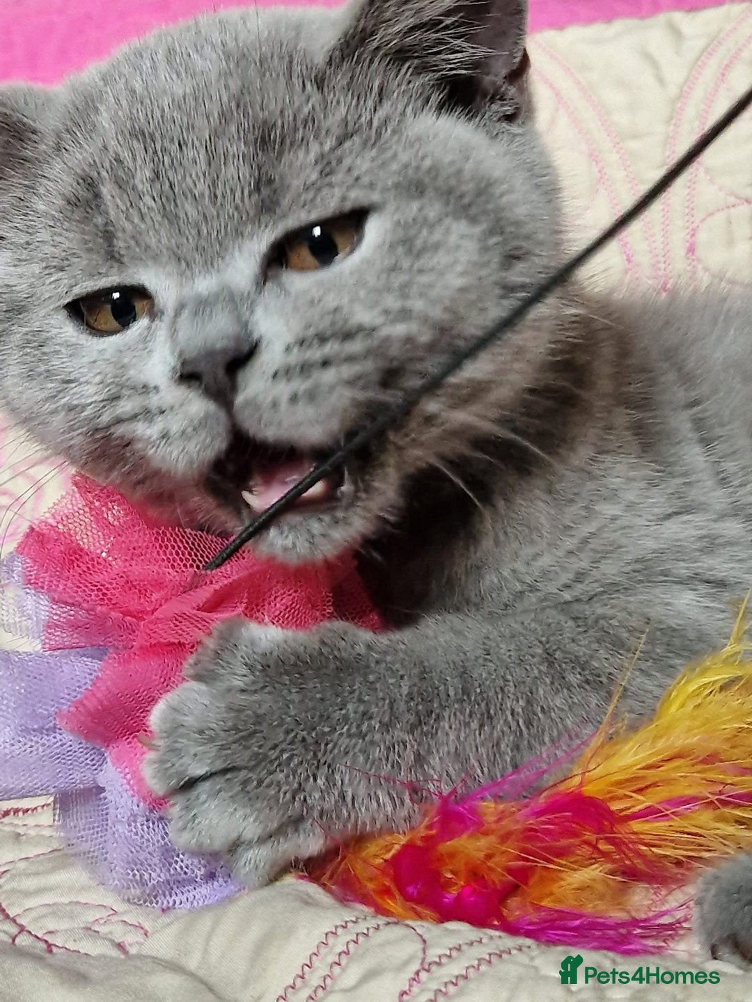 British Shorthair cats for sale: GCCF active mum and daughter blue BSH - Image 24