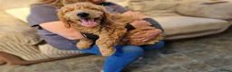 Goldendoodle dogs for sale: F1 Goldendoodle puppies ready now  - Advert 4