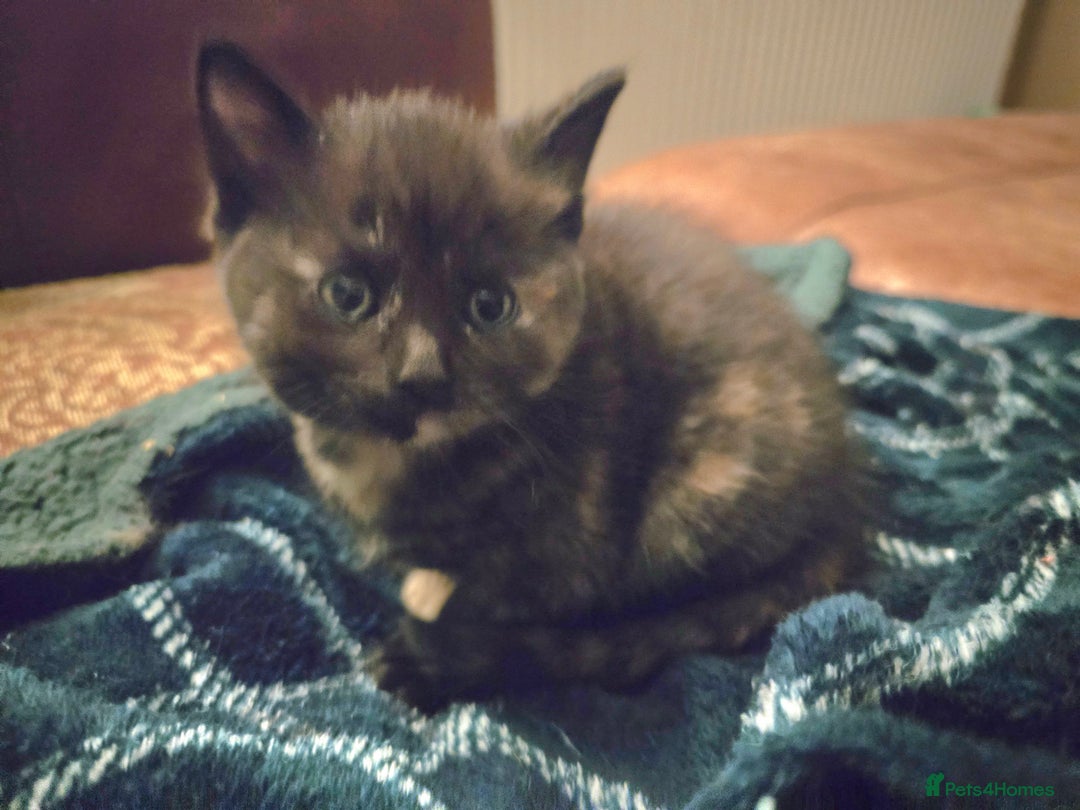 Mixed Breed cats for sale: Beautiful Kittens  - Image 28