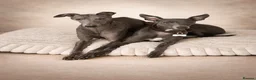 Whippet dogs for sale: KC registered Laguna lines Whippet Puppies  - Advert 10