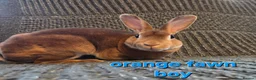 Rex rabbits for sale: Breeding pair of Unrelated mini rex - Advert 12