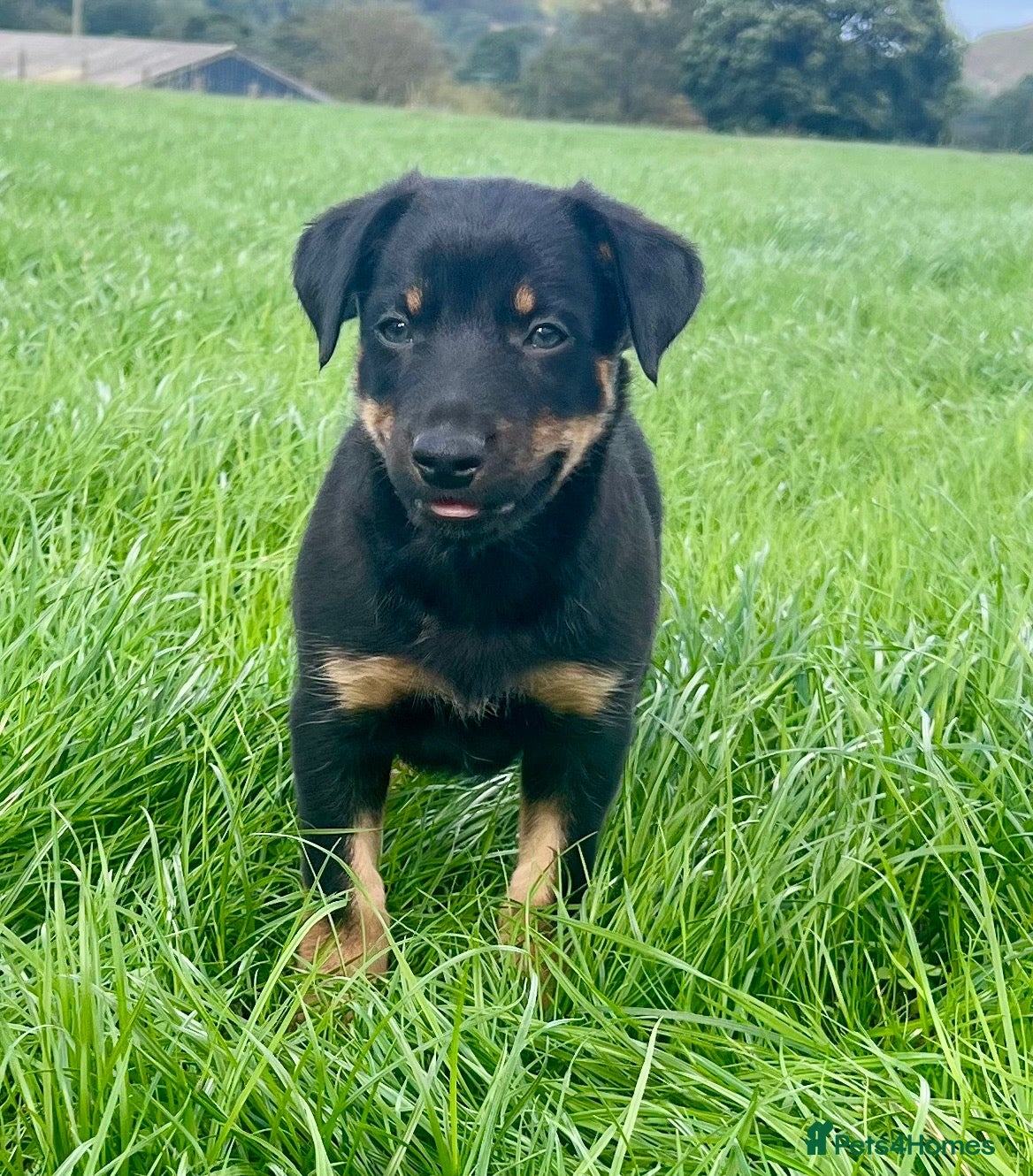 Mixed Breed dogs Gorgeous huntaway x collie pups - Advert 1